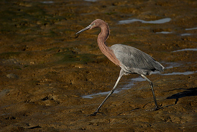 reddish egret