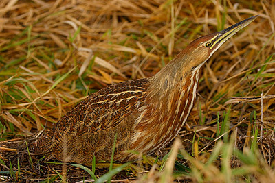 American bittern