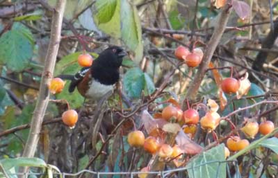 spotted towhee