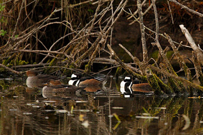 merganser ducks