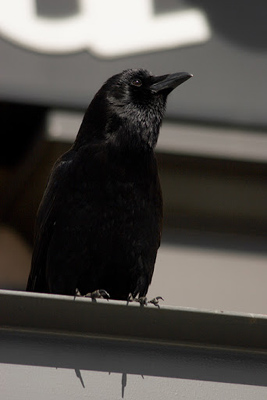 crow