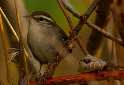 wren