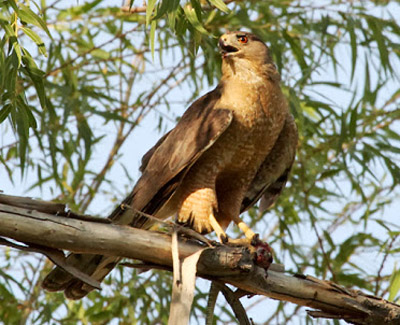 cooper's hawk