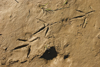 heron tracks