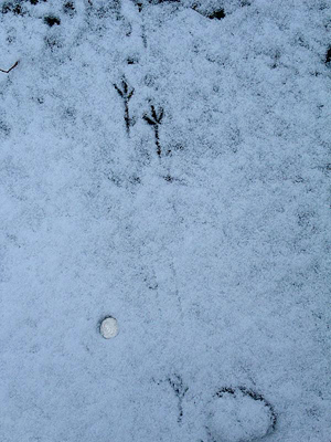 thrush tracks