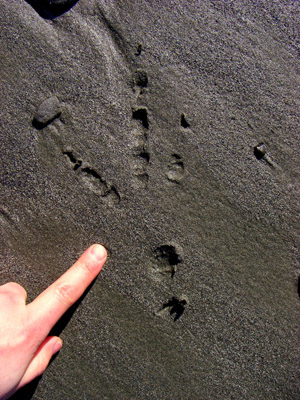 bald eagle track