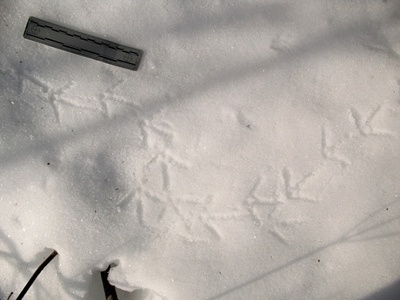 grouse tracks