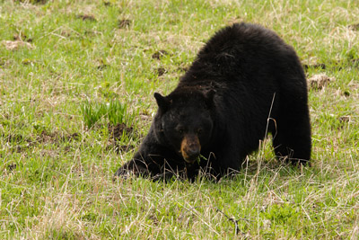 black bear eating dandelions