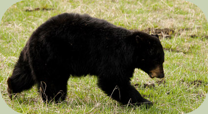 Black Bear walking