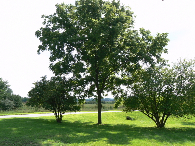 black walnut tree