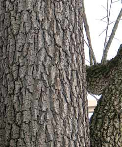 black walnut tree bark