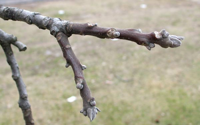 black walnut leaf scars