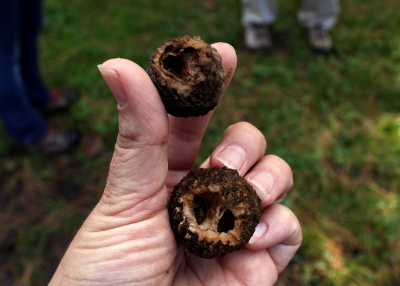 black walnut nuts