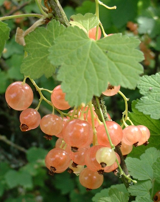 currant