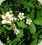 blackberry plants