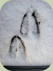 blacktldeer front and hind tracks