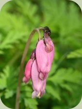 pacific bleeding heart plants