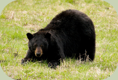 Black Bear