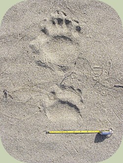 American Black Bear Tracks and Sign
