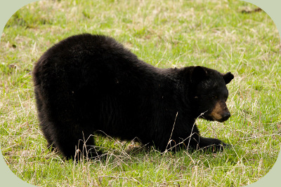 Black Bear