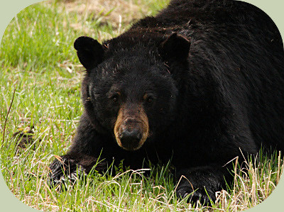 Black Bear