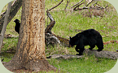 Black Bear