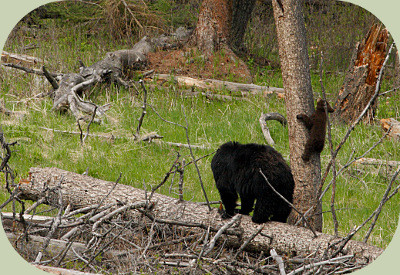 Black Bear