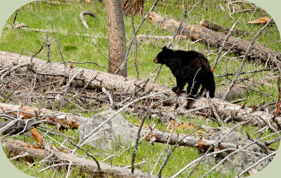 Black Bear