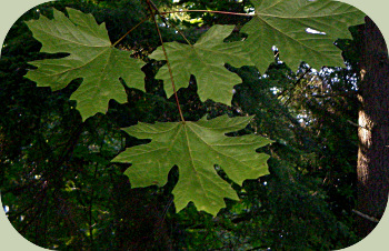 tree identification