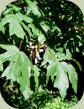 tree identification