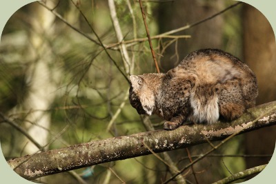 bobcat habitat