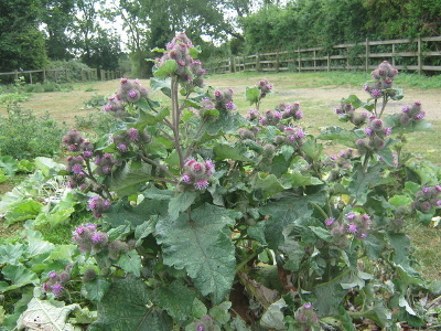 Image of Common burdock plant in garden