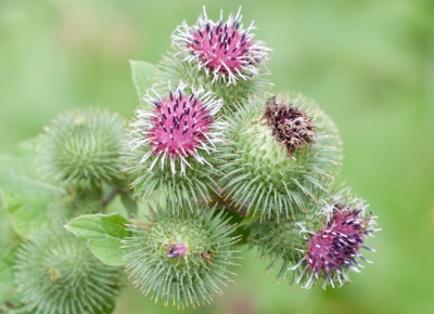 burdock flowers