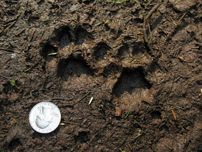 bobcat tracks