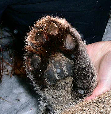 Cougar front foot