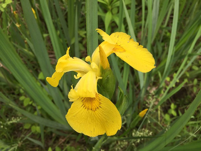 yellow flag iris