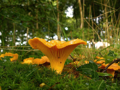 chantrelle mushrooms