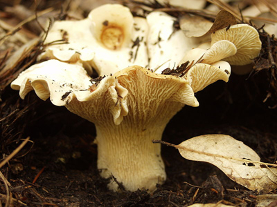 white chantrelle mushrooms