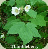 coniferous forest plants thimbleberry