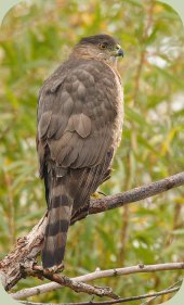 coopers hawk