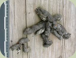 coyote scat