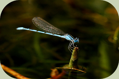 damselfly