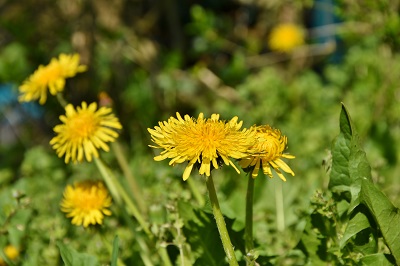 dandelion flowers