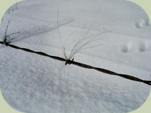 deer hair on fence