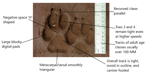 wolf track characteristics