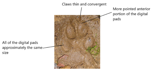 coyote track features