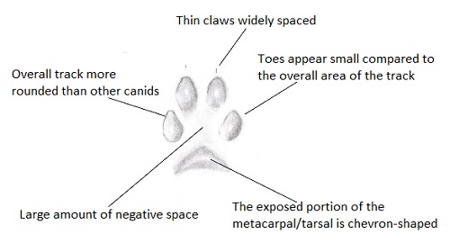fox track features