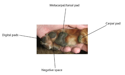 canine foot morphology