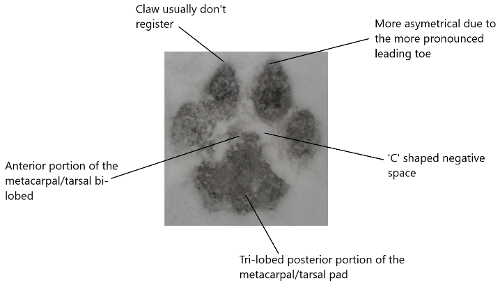 mountain lion track morphology