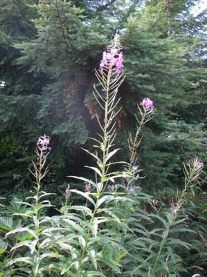 fireweed